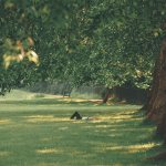 girl lying on the grass