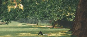 girl lying on the grass