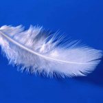 Light feather