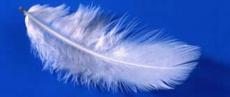 Light feather