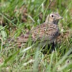 People are larks, owls and pigeons psychotype lark