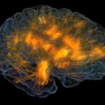 Новые нейронные связи головного мозга