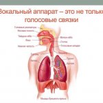 Органы, которые отвечают за голос у человека