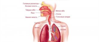 Organs that are responsible for the human voice