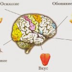 Отделы анализаторов