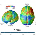 Personality formation process